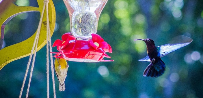 Au jardin des colibris