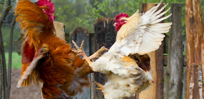 La danse des Gallinacs