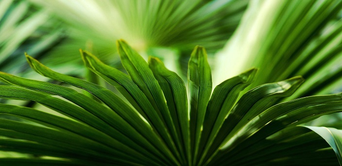 Le jardin botanique de Deshaies