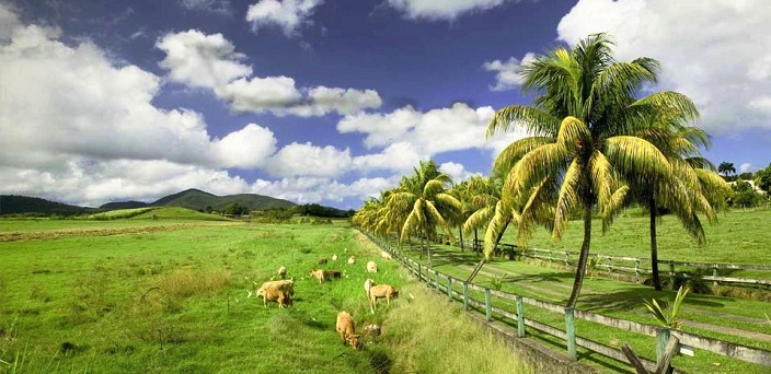 Le Gîte Araucaria, Sainte-Rose, Guadeloupe 