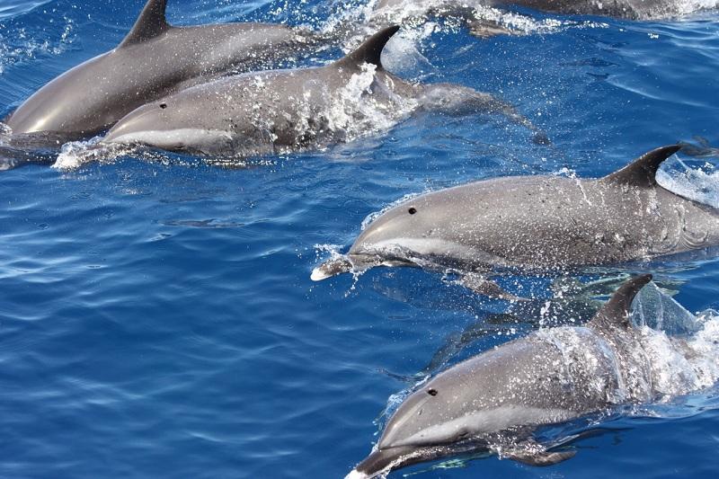 Banc de dauphins en Guadeloupe