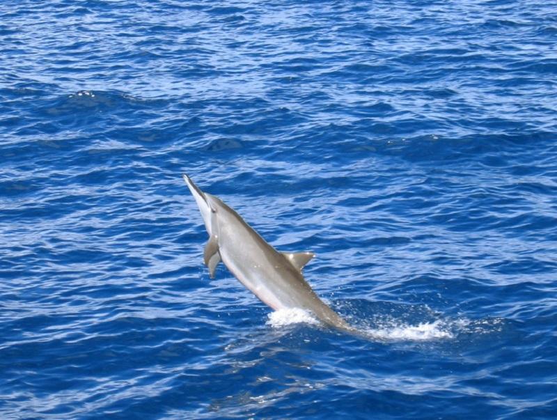 Saut dauphin en Guadeloupe