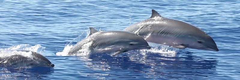 Banc de dauphins en Guadeloupe