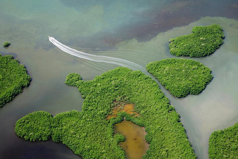 La mangrove de Guadeloupe