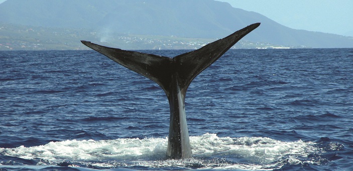 Observation des baleines en Guadeloupe