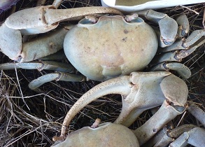 La fête du crabe 2013