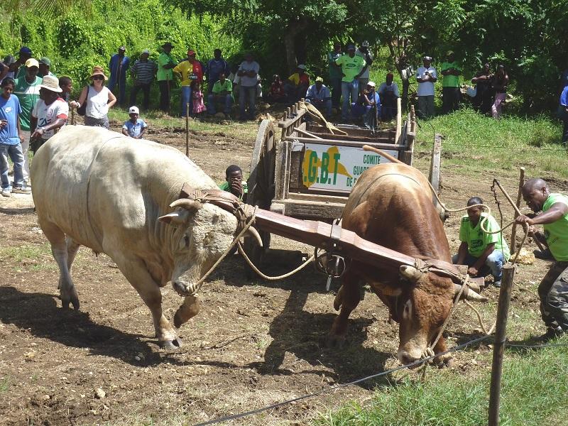 Festival des Bœufs tirants Guadeloupe 2013