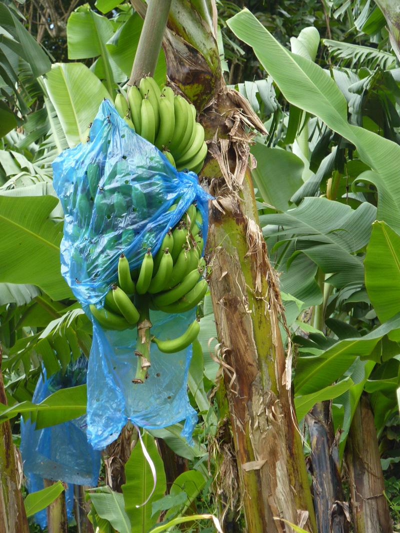 Bananeraie de la région Bailif
